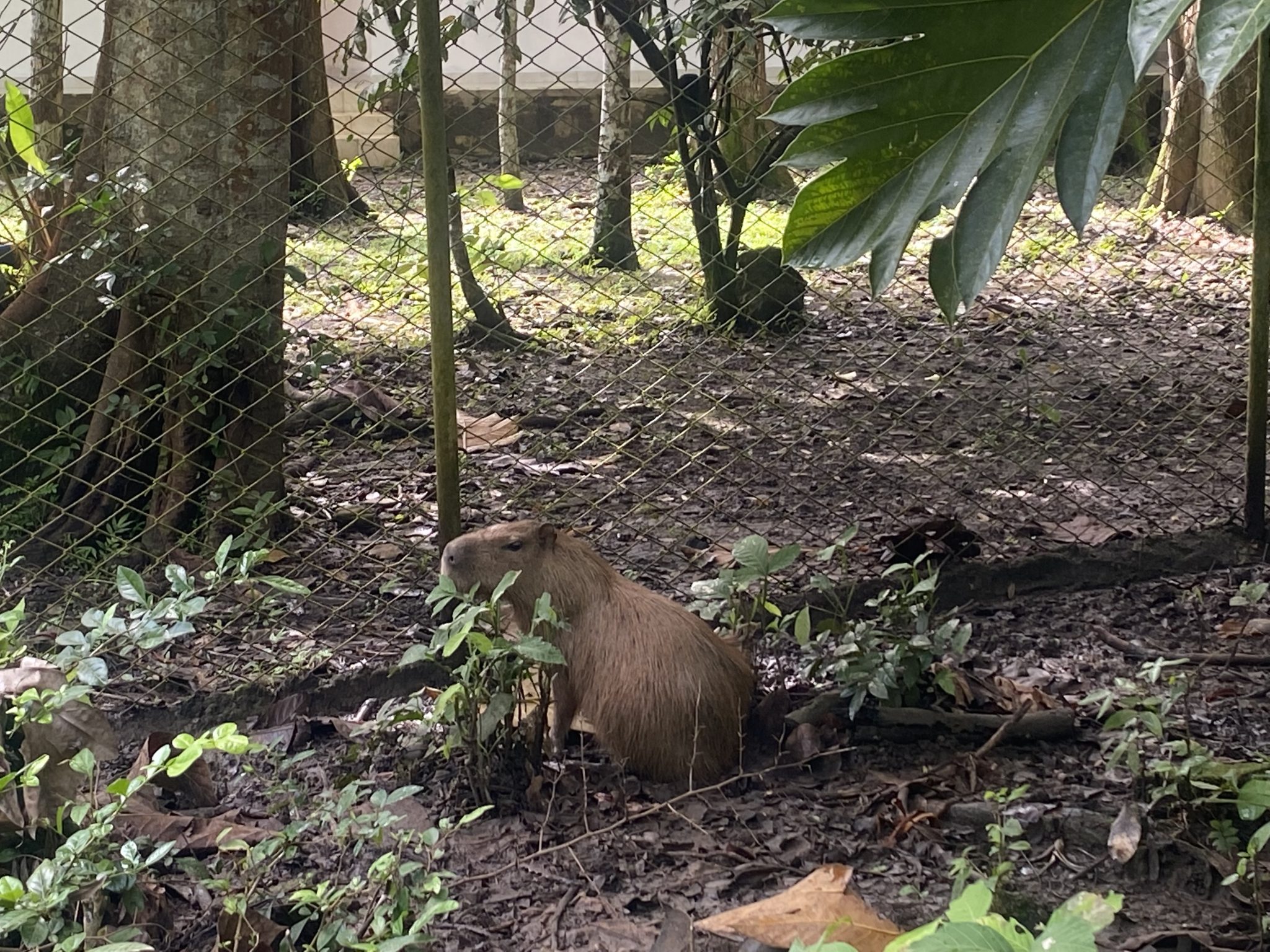 especies de fauna bosque humedo tropical Tierralta Fundación Natura