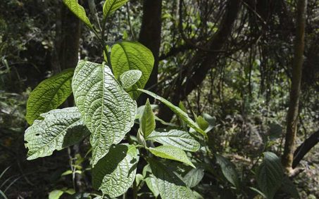 CarbonoCero ofrece diferentes opciones de compensación, como los créditos provenientes de proyectos de carbono forestal validados y registrados en el mercado voluntario CarbonoCero ofrece diferentes opciones de compensación, como los créditos provenientes de proyectos de carbono forestal validados y registrados en el mercado voluntario