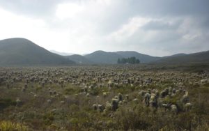 REDD+ Corredor Robles Santander Fundación Natura