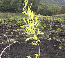 Dirección Ejecutiva - Fundación Natura Colombia Dirección Ejecutiva - Fundación Natura Colombia