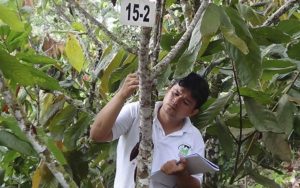 Toma de datos fenológicos y fitopatlógicos | San vicente de chucuri Santander