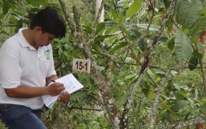 Toma de datos fenológicos y fitopatlógicos | San vicente de chucuri Santander