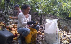 Recolección de Cacao | San vicente de chucuri Santander