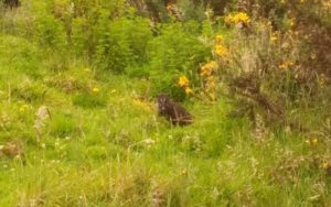 Nasuella olivacea observado en la Reserva Encenillo objetivo de conservación conectividad EPM