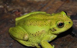 Dendropsophus labialis