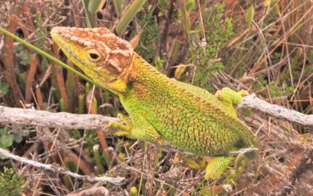 Especie de reptil 'Anolis heterodermus', en reserva biológica Encenillo Anolis heterodermus