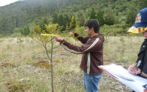 Acciones de Monitoreo a proyectos de restauración