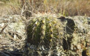 Melocactus hernandezii