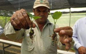 Plántulas para trasplante