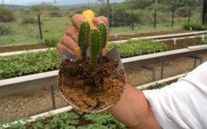 Plántulas de cactus cuatro filos o cardón cuatrofilos (Cereus hexagonus)