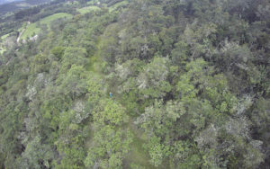 Vista aérea del bosque de encenillo.