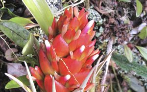 Biodiversidad, orquídeas, musgos y bromelias