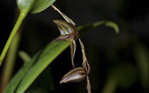 Biodiversidad, orquídeas, musgos y bromelias