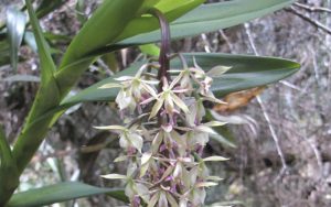 Biodiversidad, orquídeas, musgos y bromelias