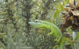 Biodiversidad, fauna.