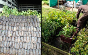 Proceso de entrega de plántulas al vivero de LA Calera. Siembra Coca Cola