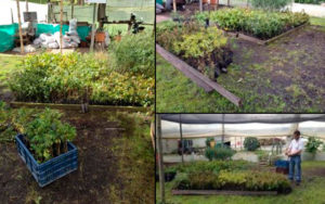 Proceso de entrega de plántulas al vivero de LA Calera. Siembra Coca Cola