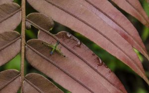 Proyecto Yariuies Fundacion Natura