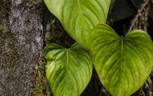 Proyecto Yariuies Fundacion Natura