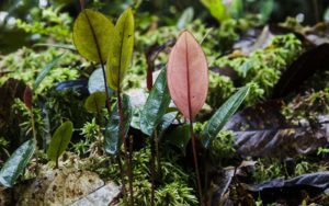 Proyecto Yariuies Fundacion Natura