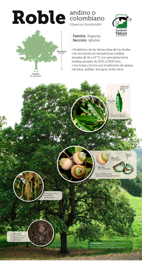 infografia-roble-andino-o-colombiano-natura-colombia - Fundación Natura  Colombia