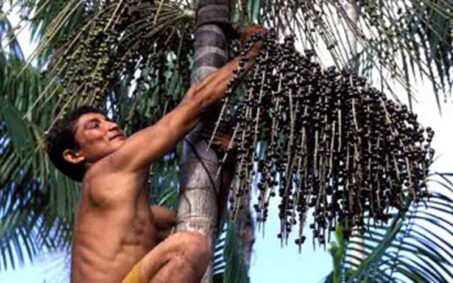 TEEBAgriFood Cadenas de Valor de Palmas Amazonicas fundacion natura TEEBAgriFood Cadenas de Valor de Palmas Amazonicas fundacion natura