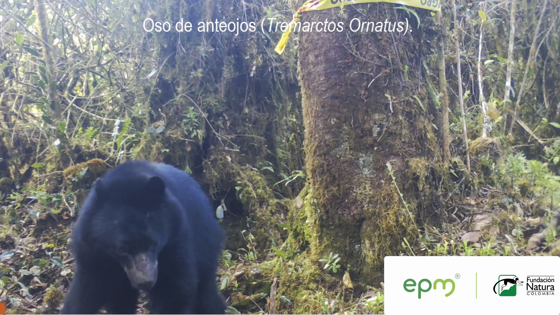 Contribuyendo a la protección del oso panda