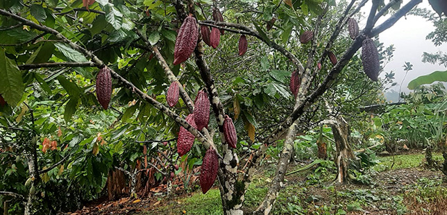 Cacao de Santander, Colombia