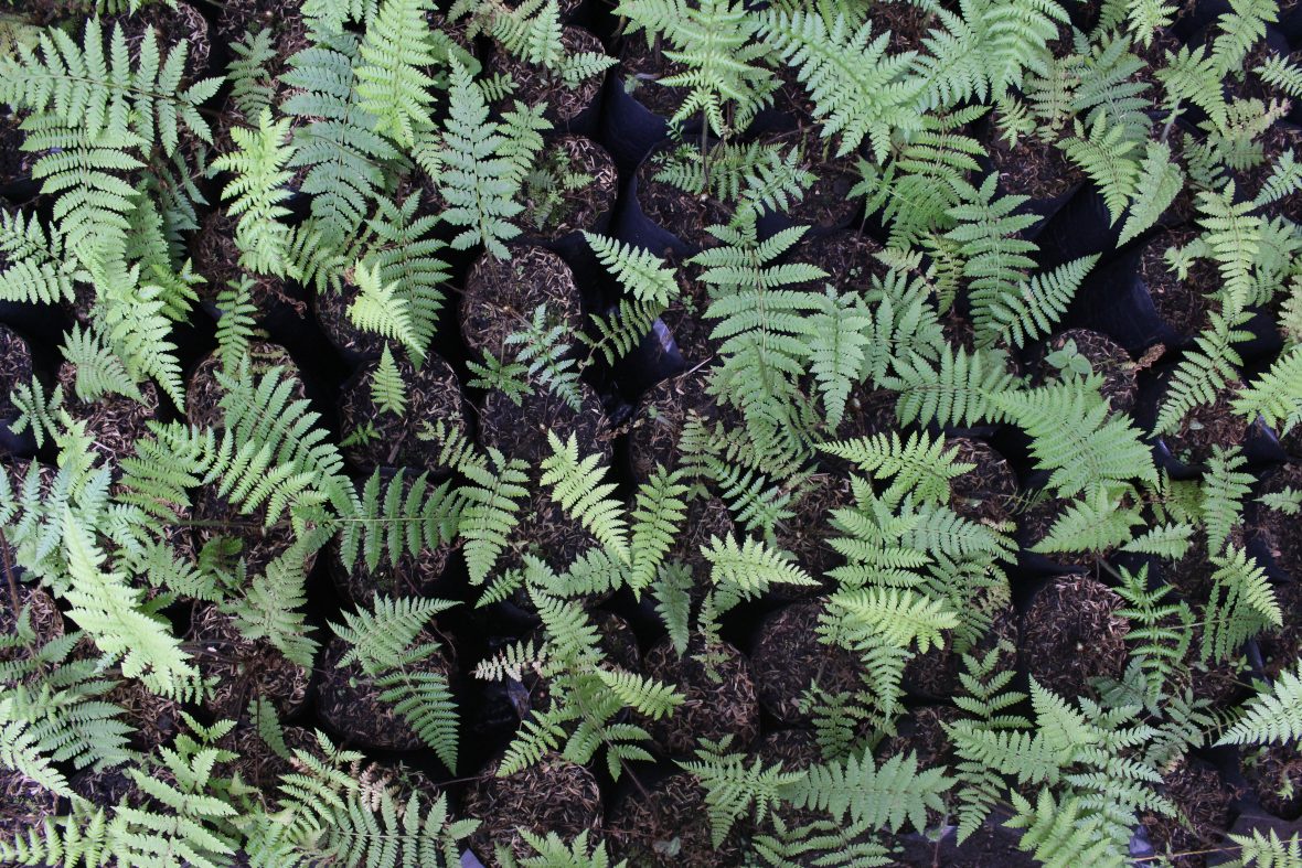 Esfuerzos para propagar el helecho arborescente - Fundación Natura Colombia