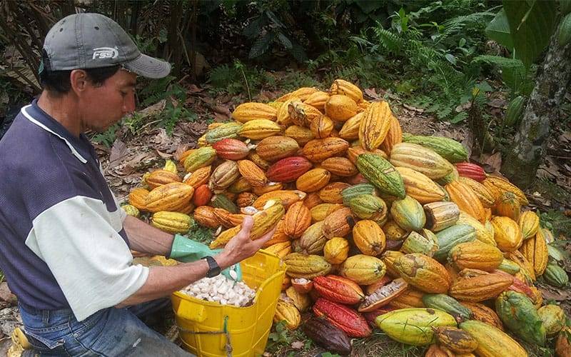 Recolección de Cacao | San vicente de chucuri Santander