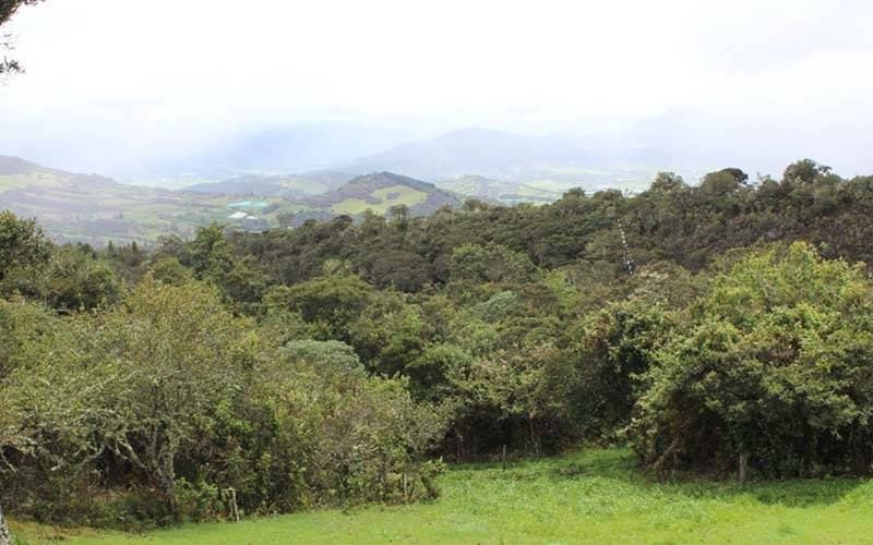 Guasca Bosques andinos relictuales entre PNN Chingaza y Reserva Biológica Encenillo