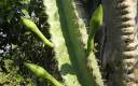 Botón floral de cactus cuatro filos o cardón cuatrofilos (Cereus hexagonus)