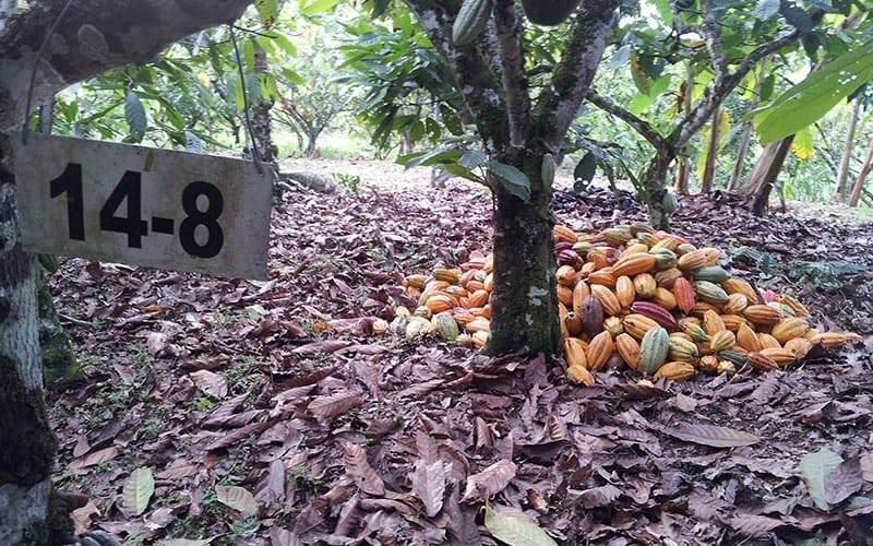 Recolección de Cacao | San vicente de chucuri Santander